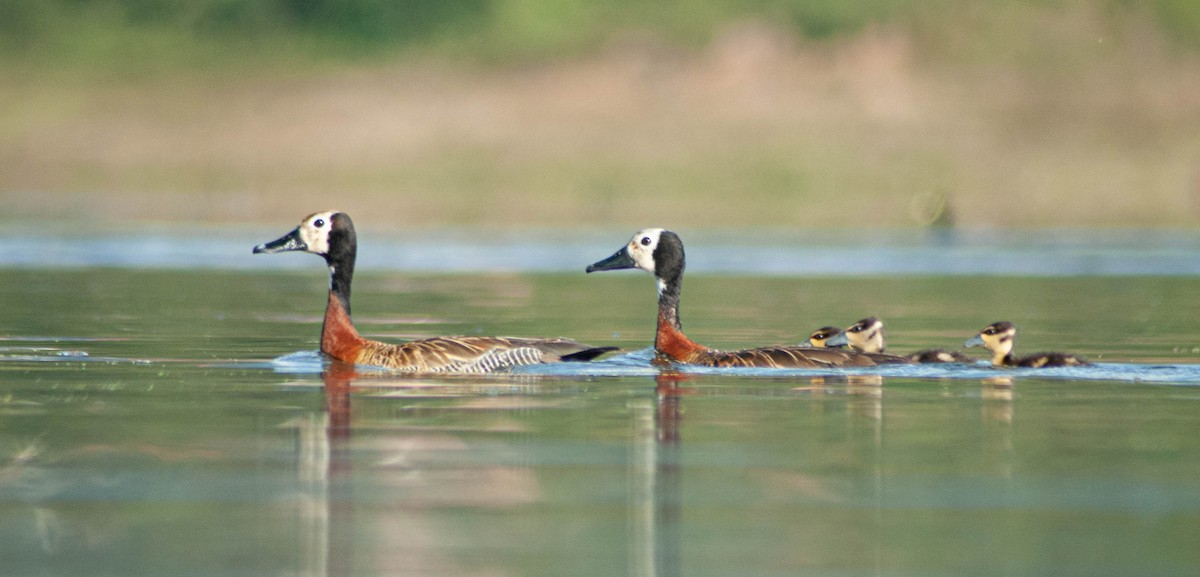 White-faced Whistling-Duck - Agustin Arias