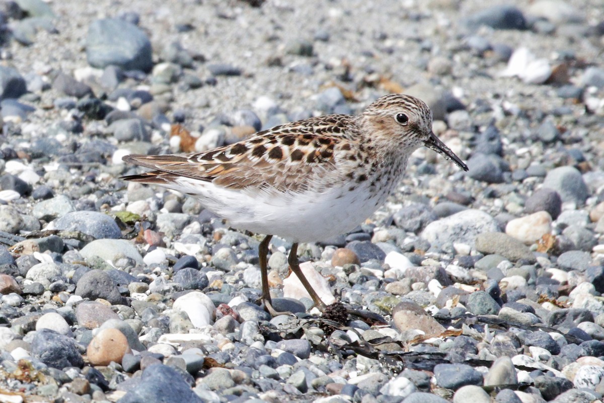 Least Sandpiper - ML333918771