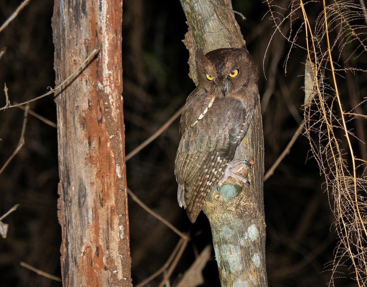 Madagascar Scops-Owl (Torotoroka) - ML333921651