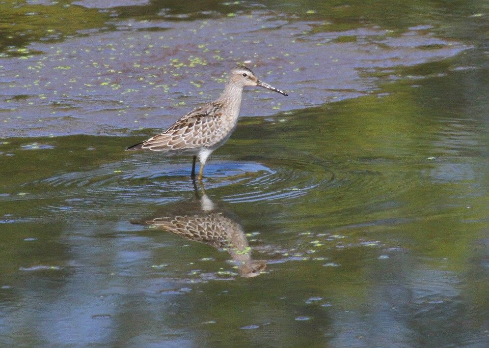 Stilt Sandpiper - ML33392581