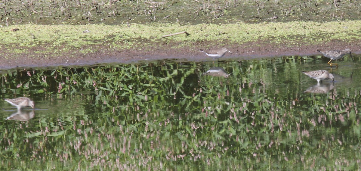 Stilt Sandpiper - ML33392591