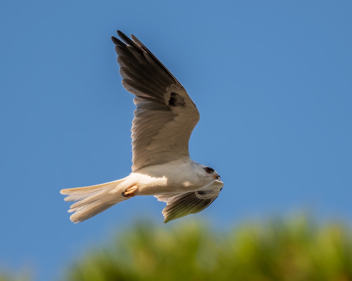 White-tailed Kite - Dan Brown