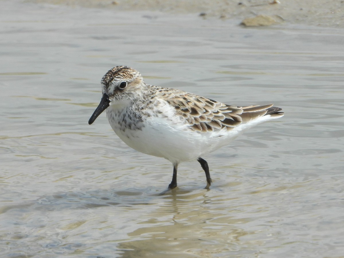 Semipalmated Sandpiper - ML333927091