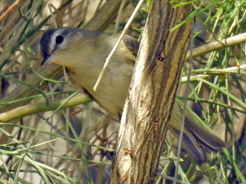 Warbling Vireo - David Bygott