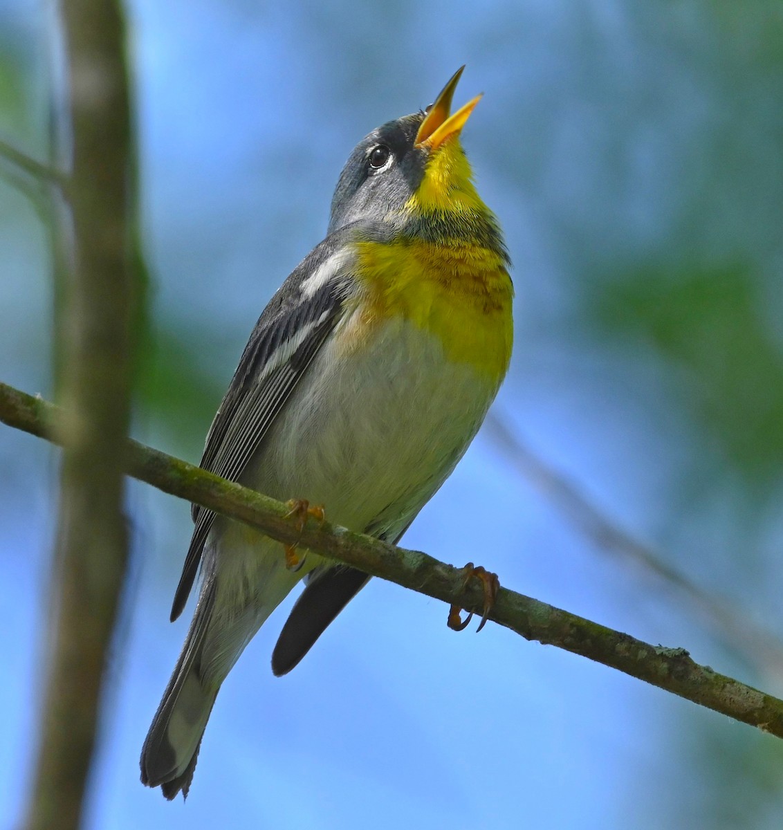 Northern Parula - ML333928651