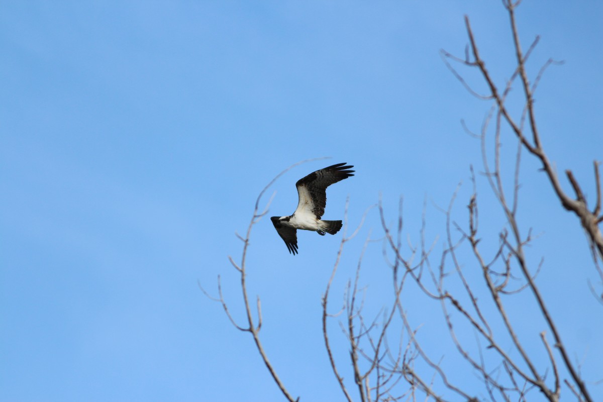 Osprey - ML333928911