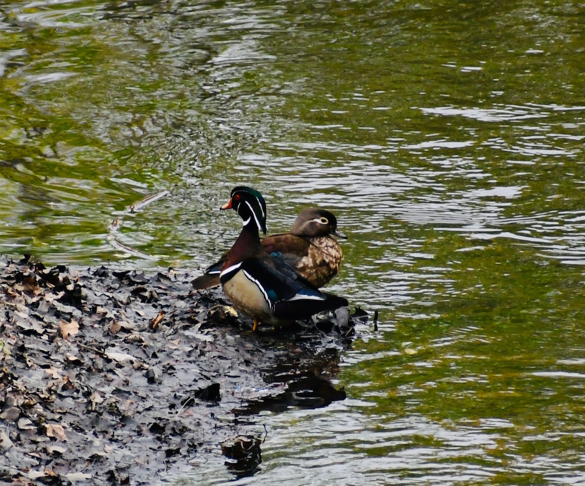 Wood Duck - ML333929881