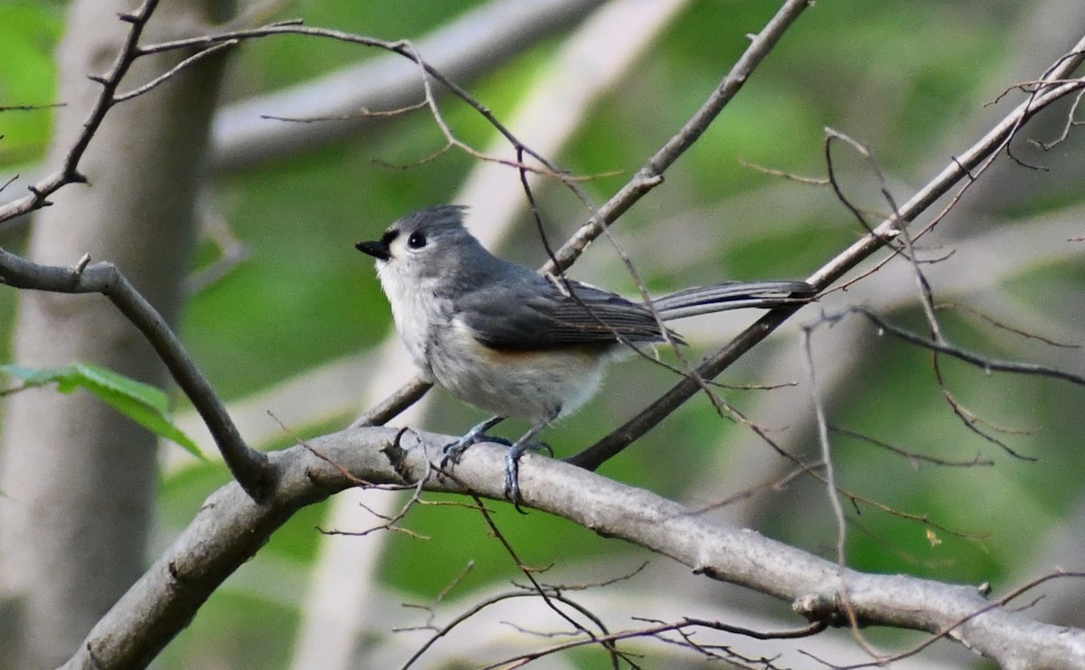 Tufted Titmouse - ML333930151