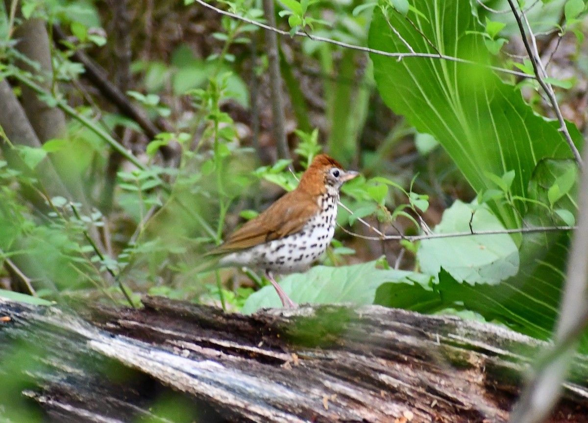 Wood Thrush - ML333930501