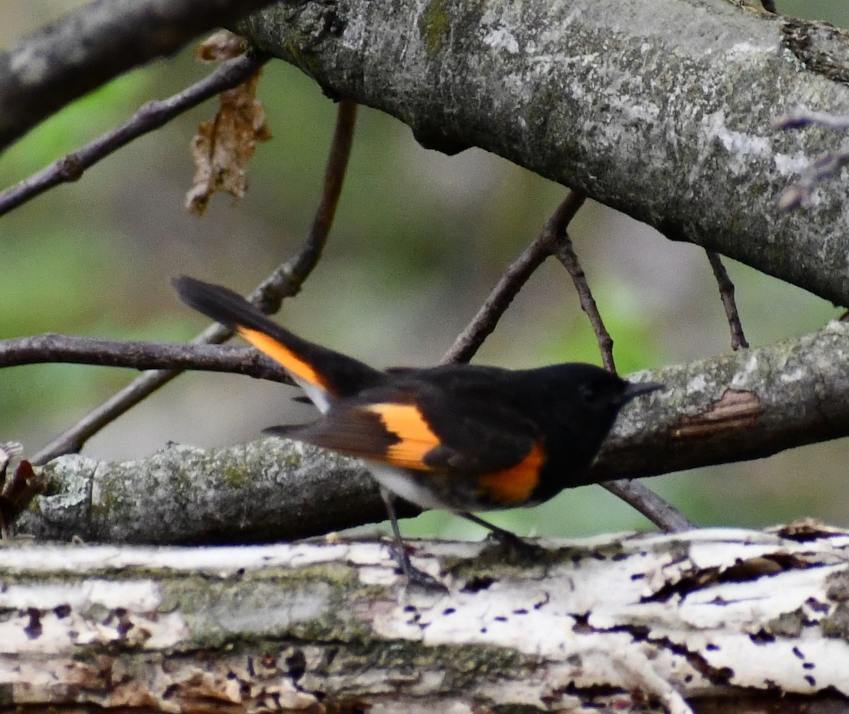 American Redstart - ML333930661