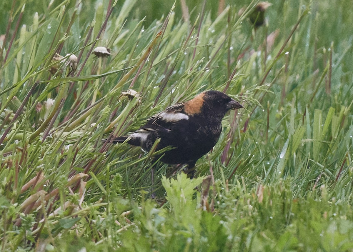 Bobolink - patrick horan