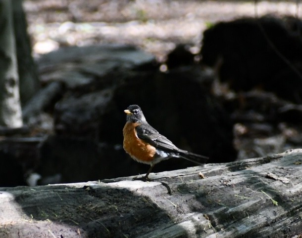 American Robin - ML333931661