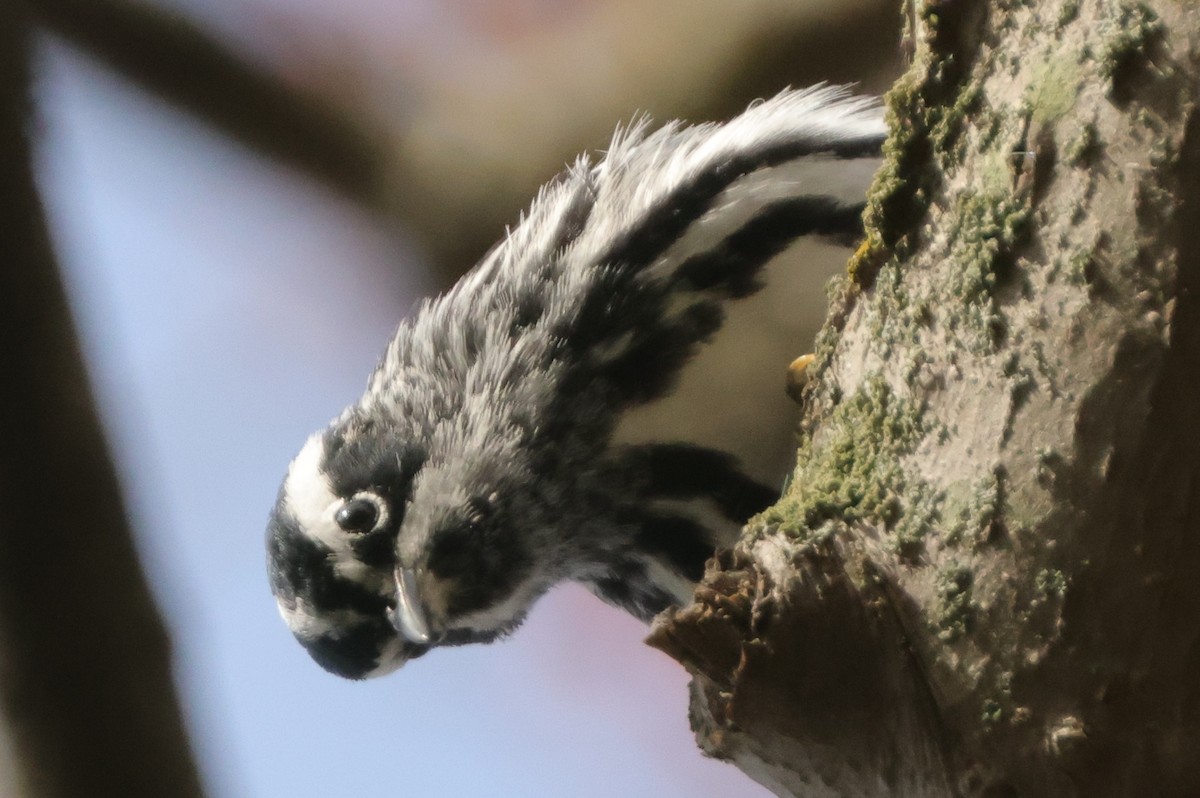 Black-and-white Warbler - ML333931961