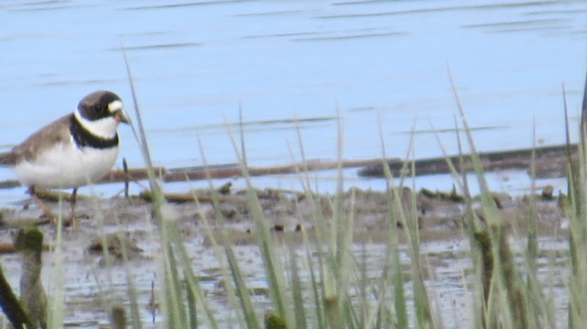 Semipalmated Plover - ML333932941