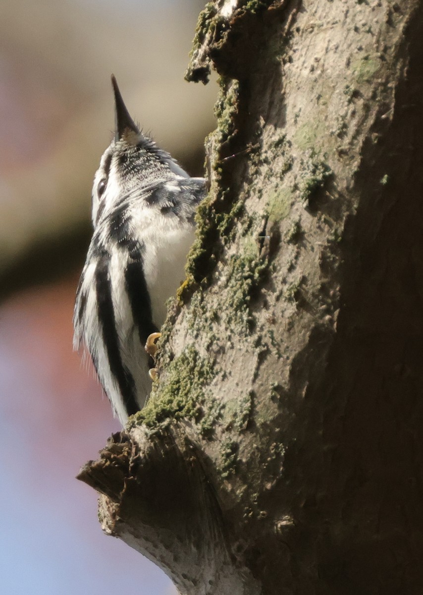 Black-and-white Warbler - ML333933031