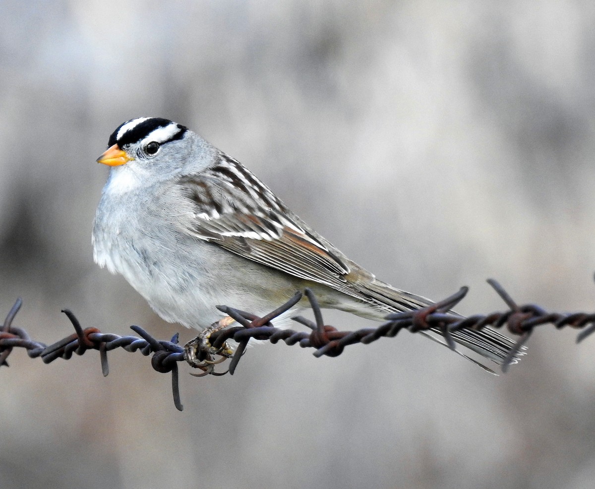 White-crowned Sparrow - Sharon Dewart-Hansen