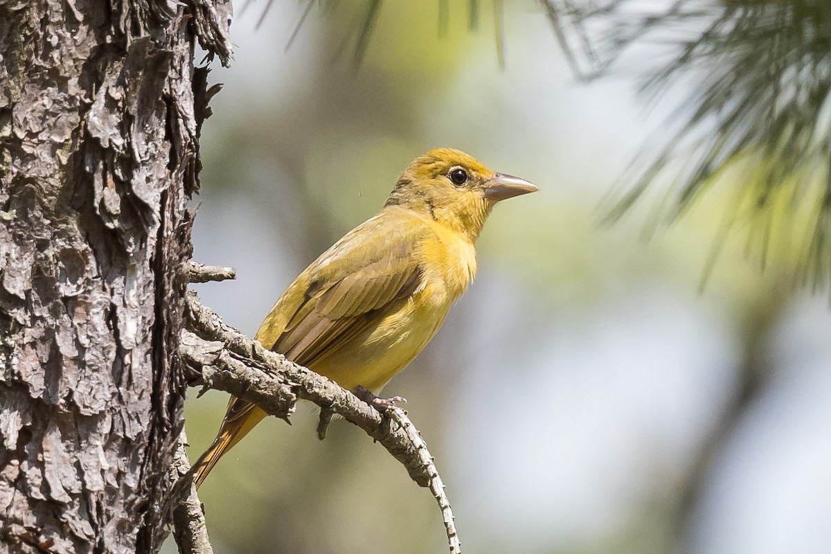 Summer Tanager - ML333935041