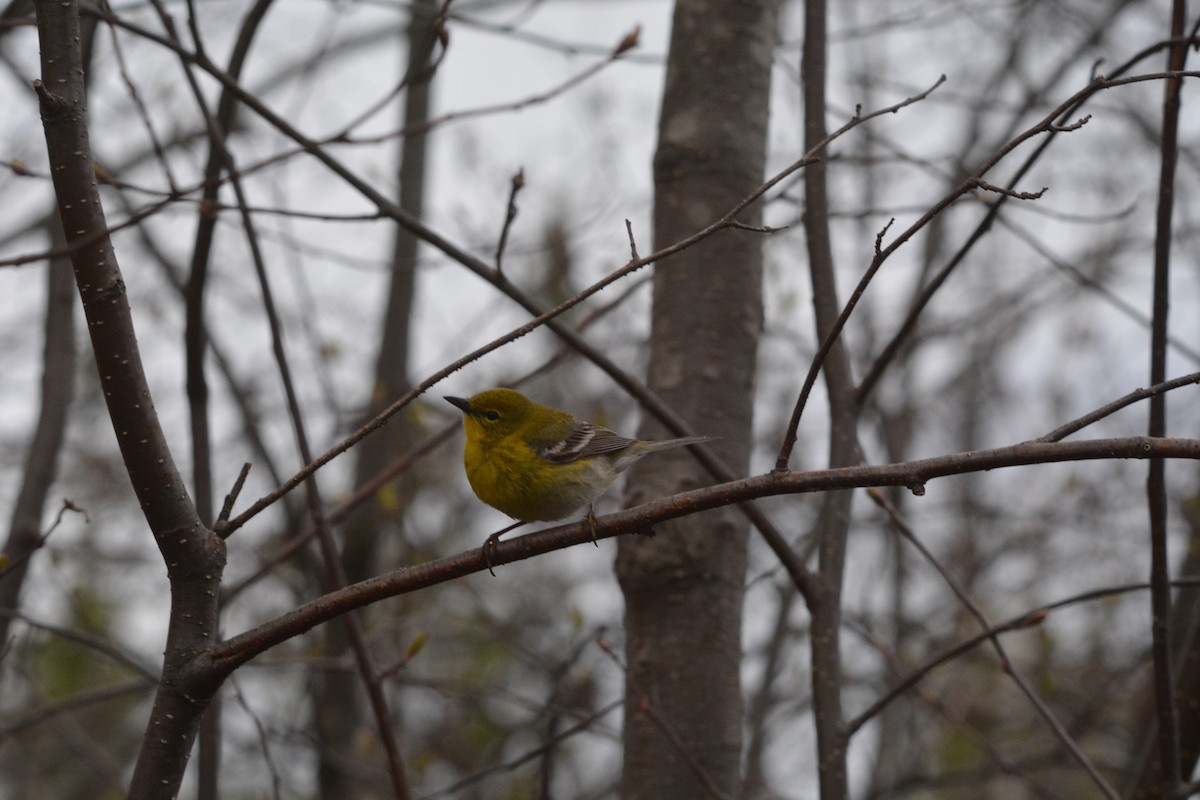 Pine Warbler - ML333935121