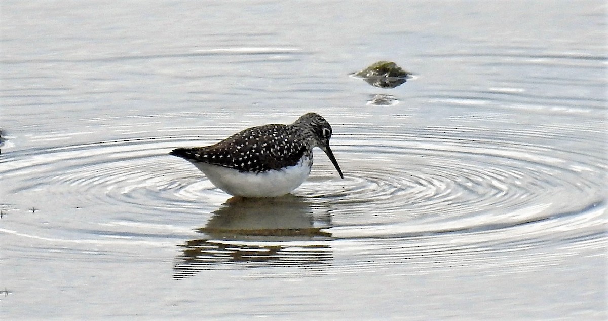 Solitary Sandpiper - ML333935701