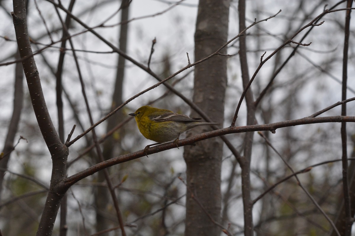 Pine Warbler - ML333935861