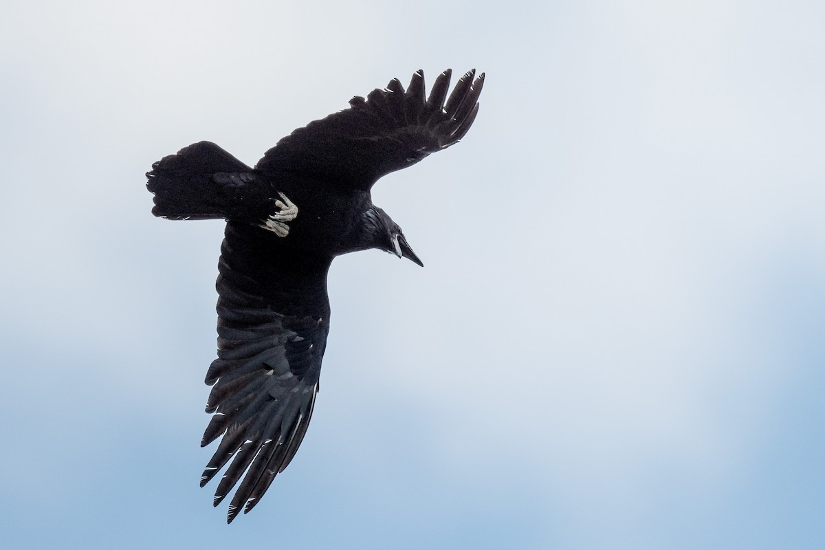 Common Raven - ML333935881