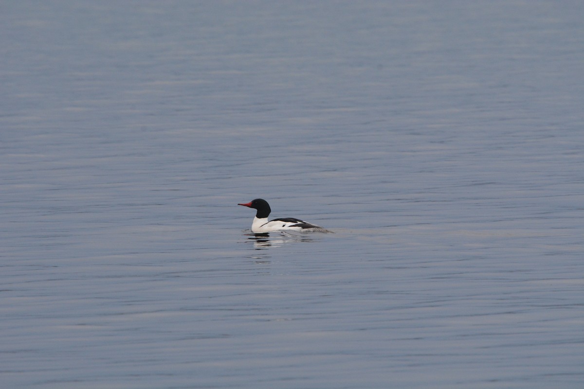 Common Merganser - ML333936121