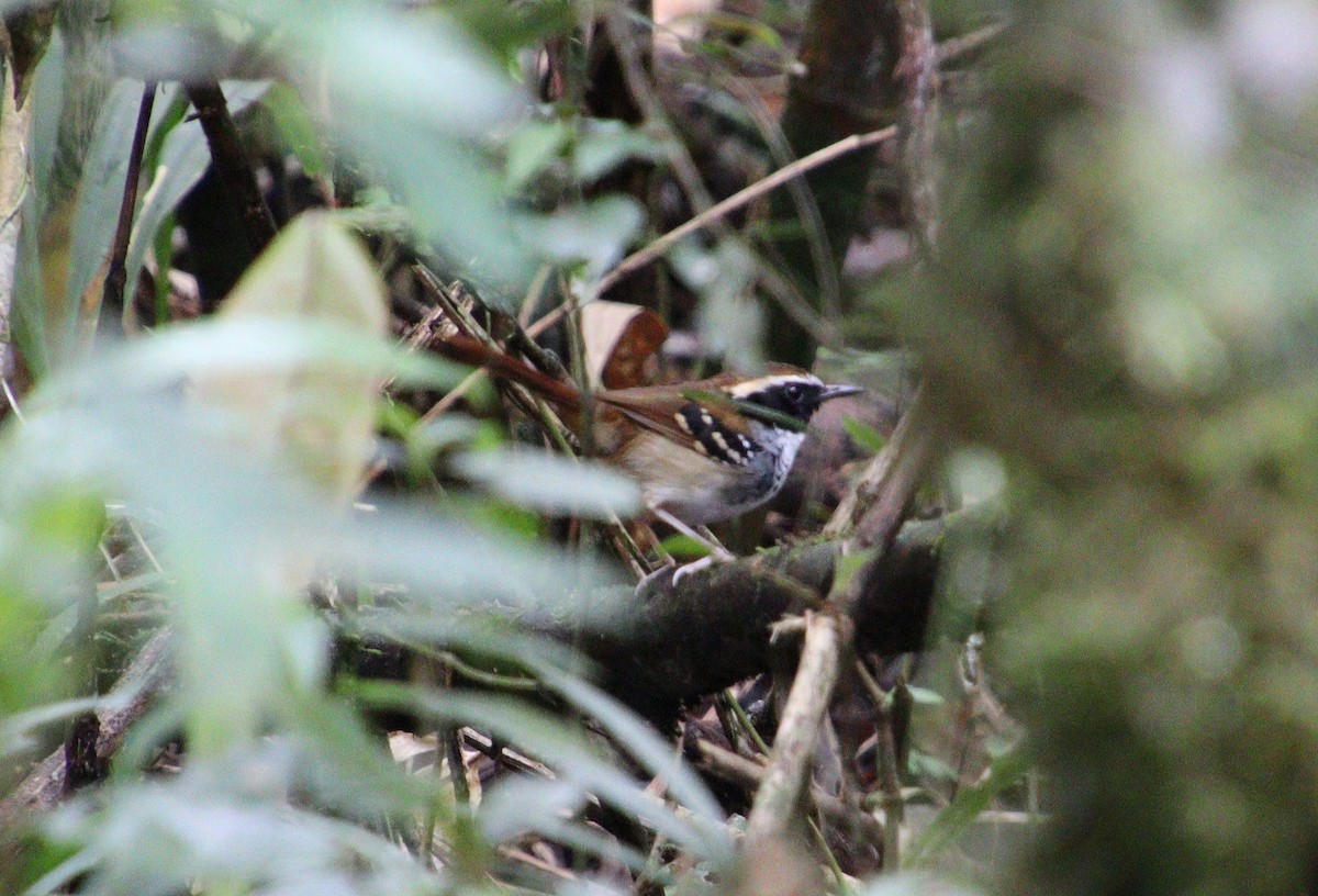 White-bibbed Antbird - ML333936331