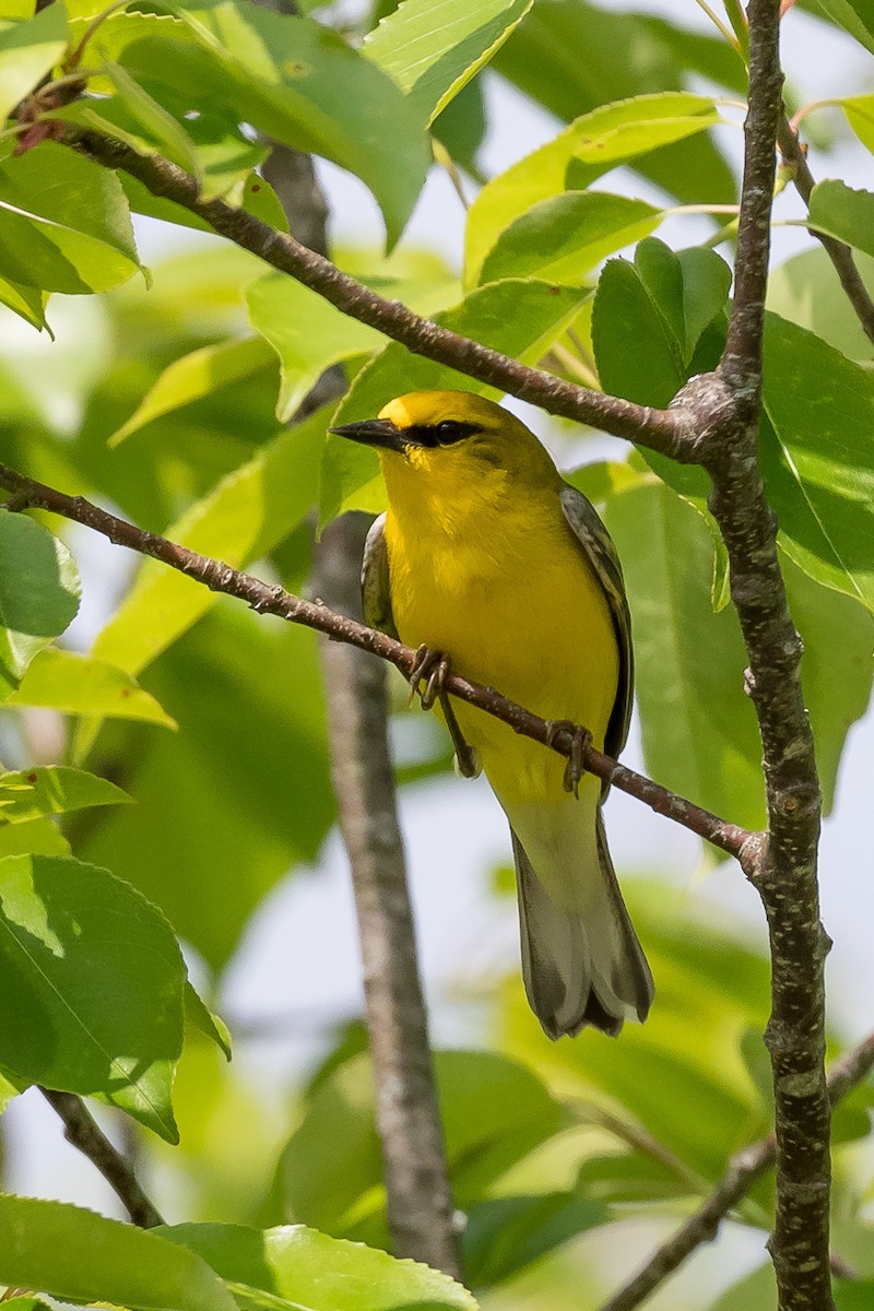 Blauflügel-Waldsänger - ML333936351