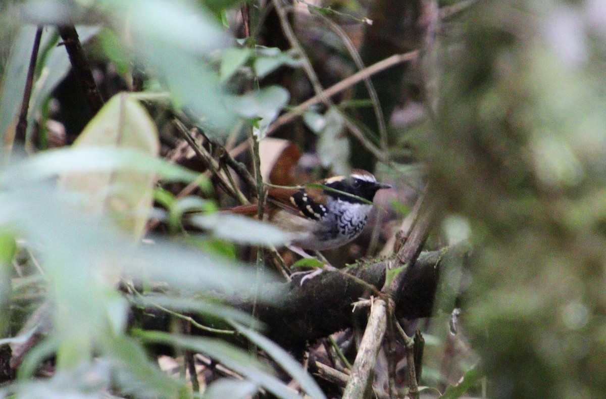 White-bibbed Antbird - ML333936651