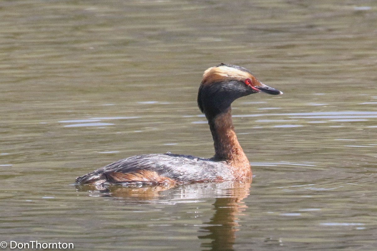 Horned Grebe - margeNdon thornton