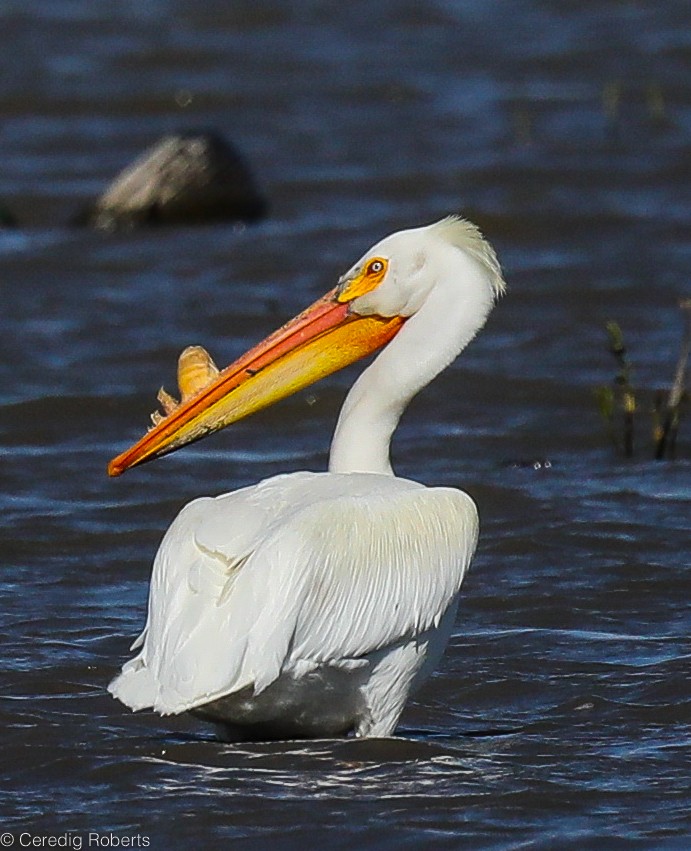 American White Pelican - Ceredig  Roberts