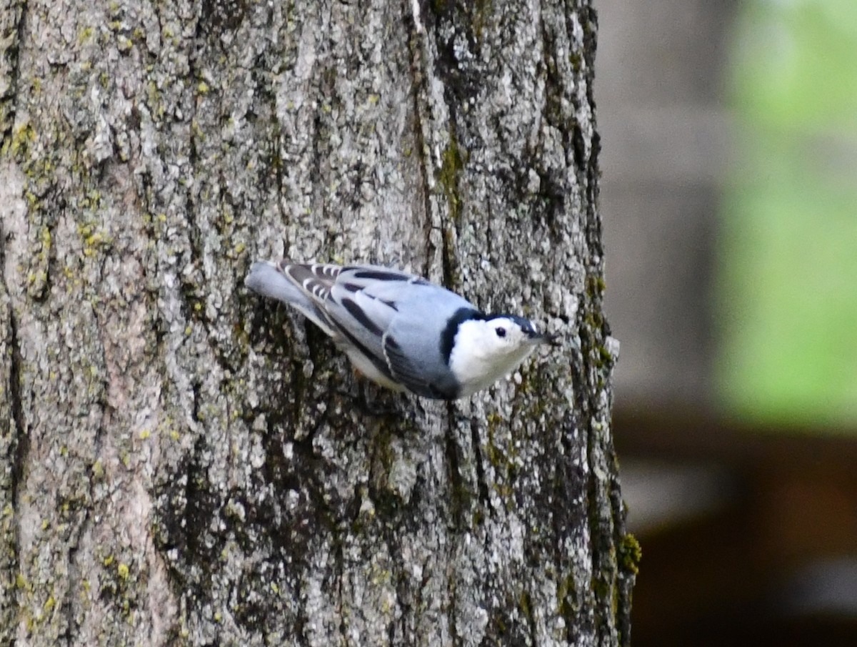 White-breasted Nuthatch - ML333938701