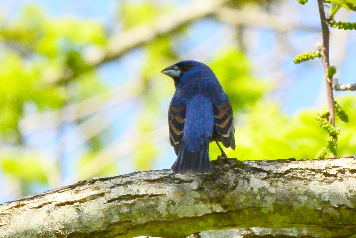 Blue Grosbeak - ML333939481