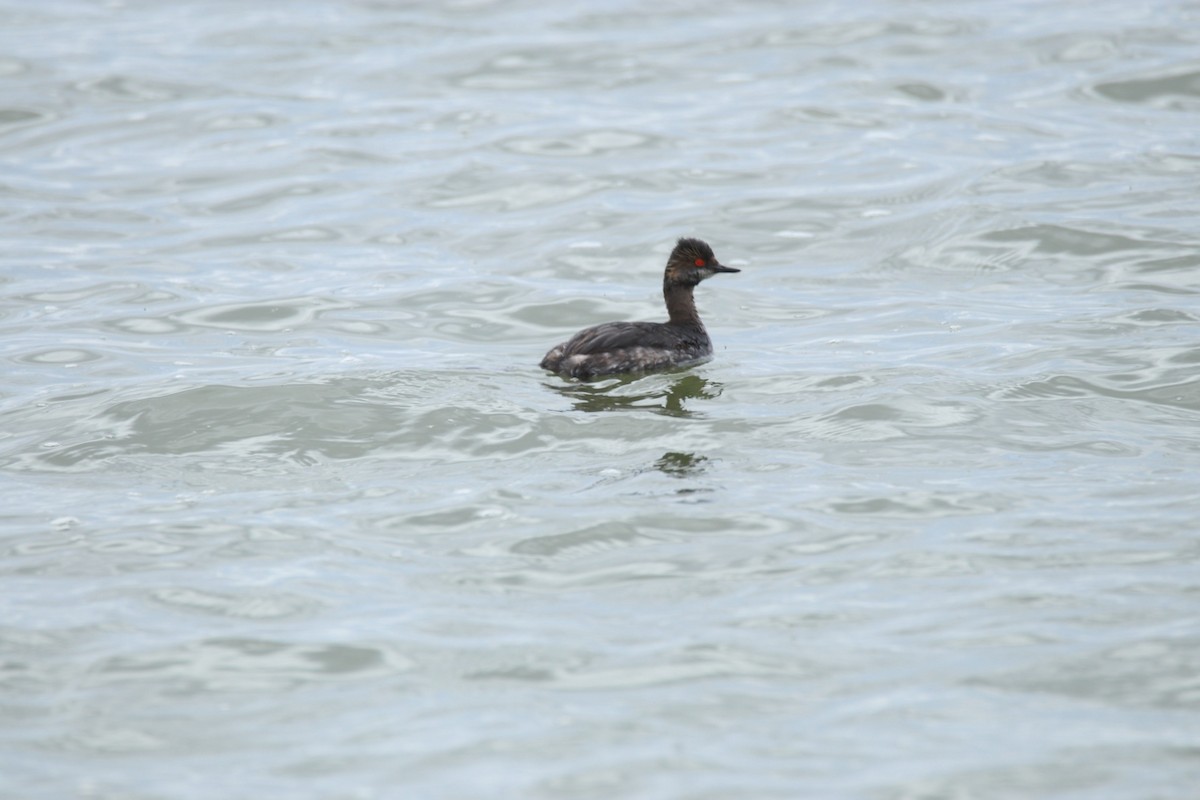 Eared Grebe - ML333939501