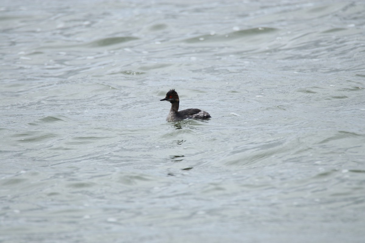 Eared Grebe - ML333939511