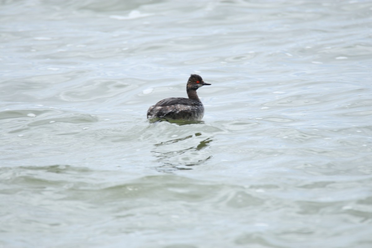 Eared Grebe - ML333939521