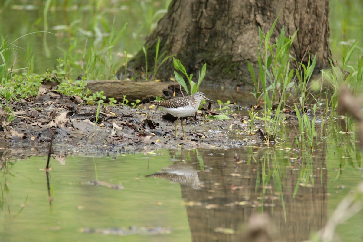 Solitary Sandpiper - ML333939651