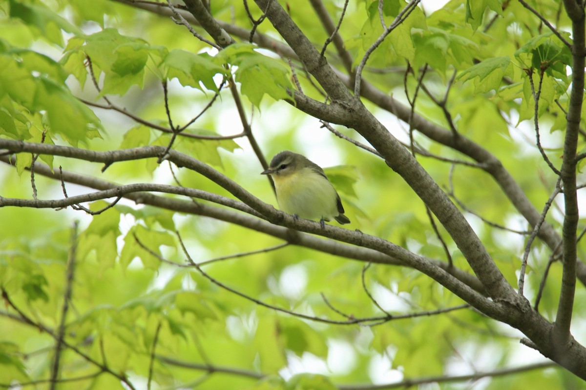 Vireo de Filadelfia - ML333940351