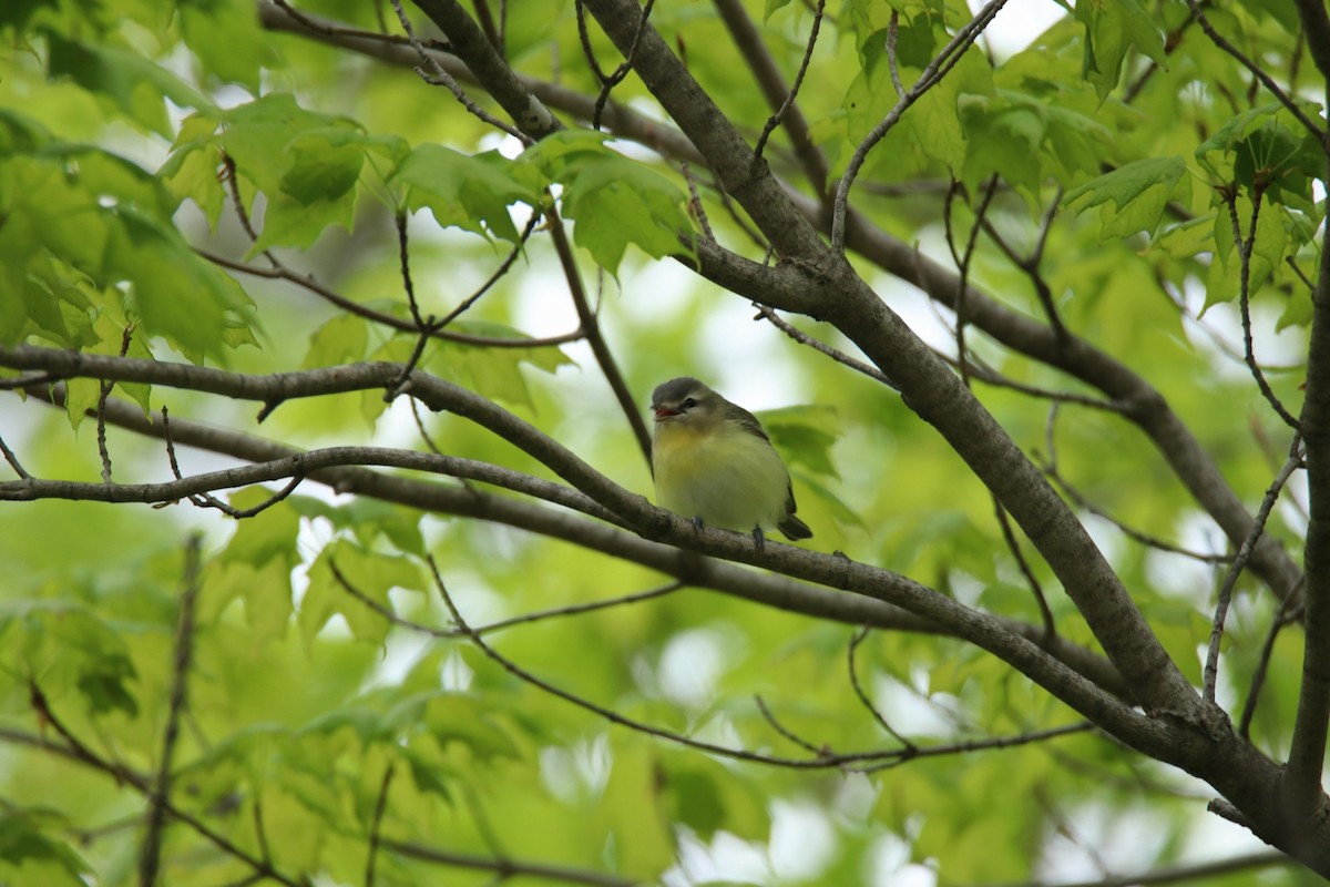 Philadelphia Vireo - Steven Klingler