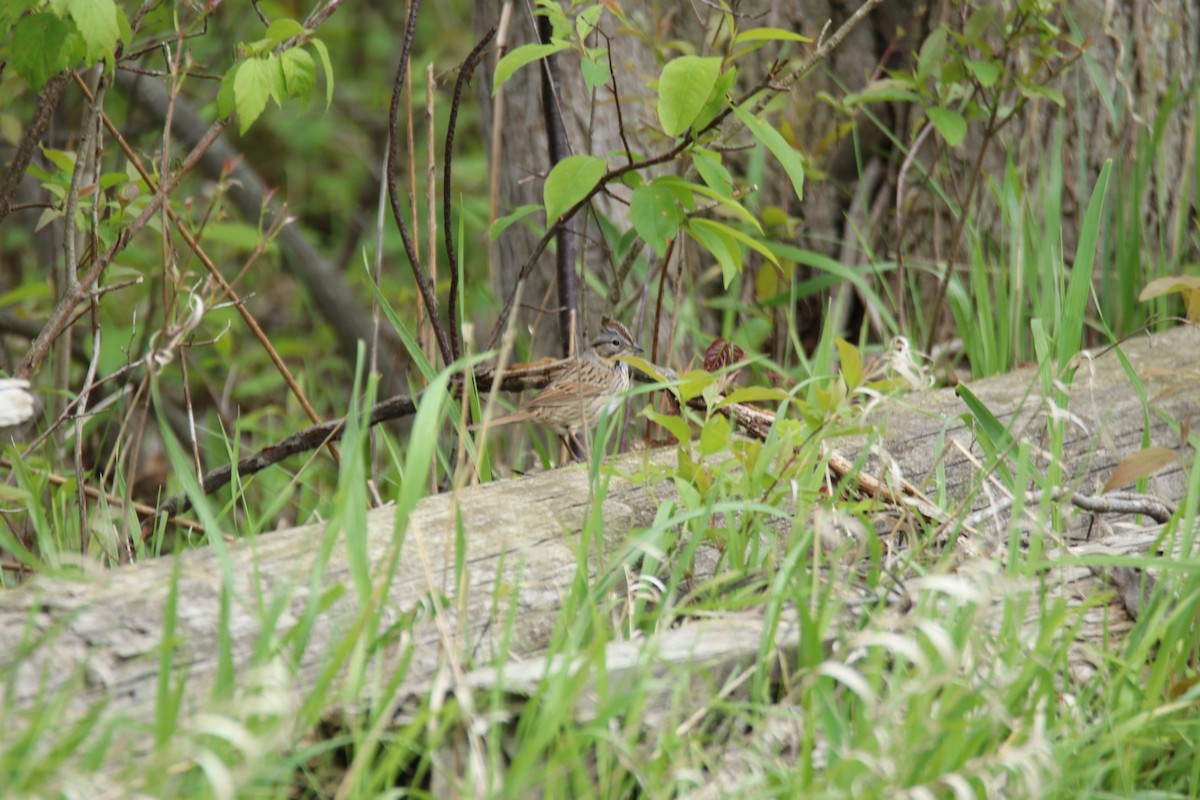 Lincoln's Sparrow - Steven Klingler