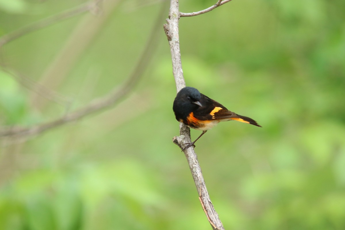 American Redstart - Steven Klingler