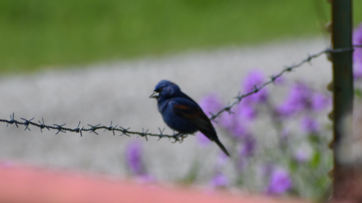 Blue Grosbeak - ML333941331