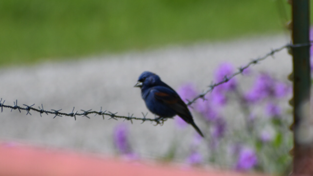 Blue Grosbeak - ML333941351