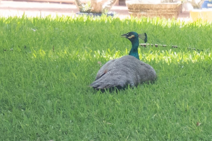 Indian Peafowl - ML333941941