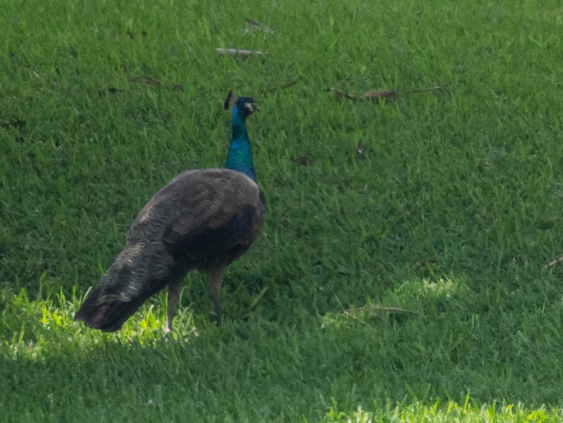 Indian Peafowl - ML333942011