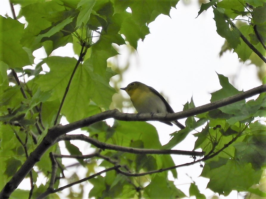 Yellow-throated Vireo - ML333942071
