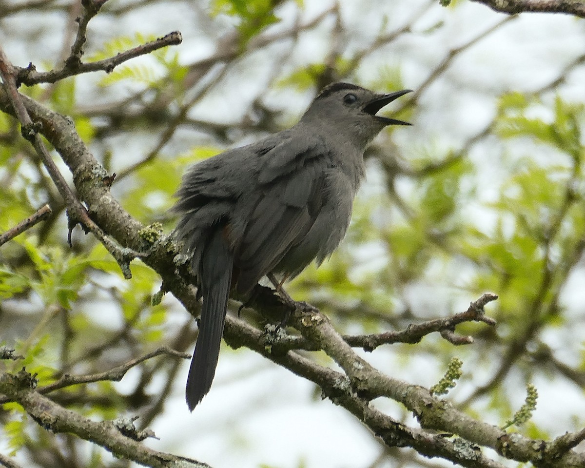 Gray Catbird - ML333942101