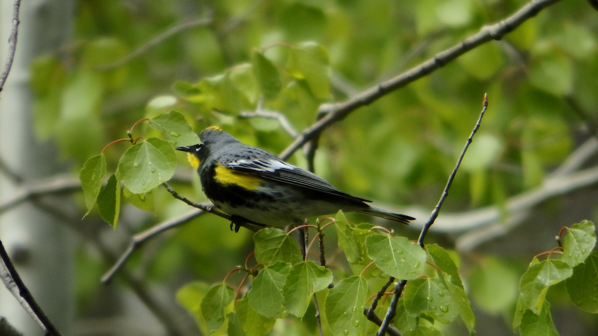 Yellow-rumped Warbler (Audubon's) - ML333942551
