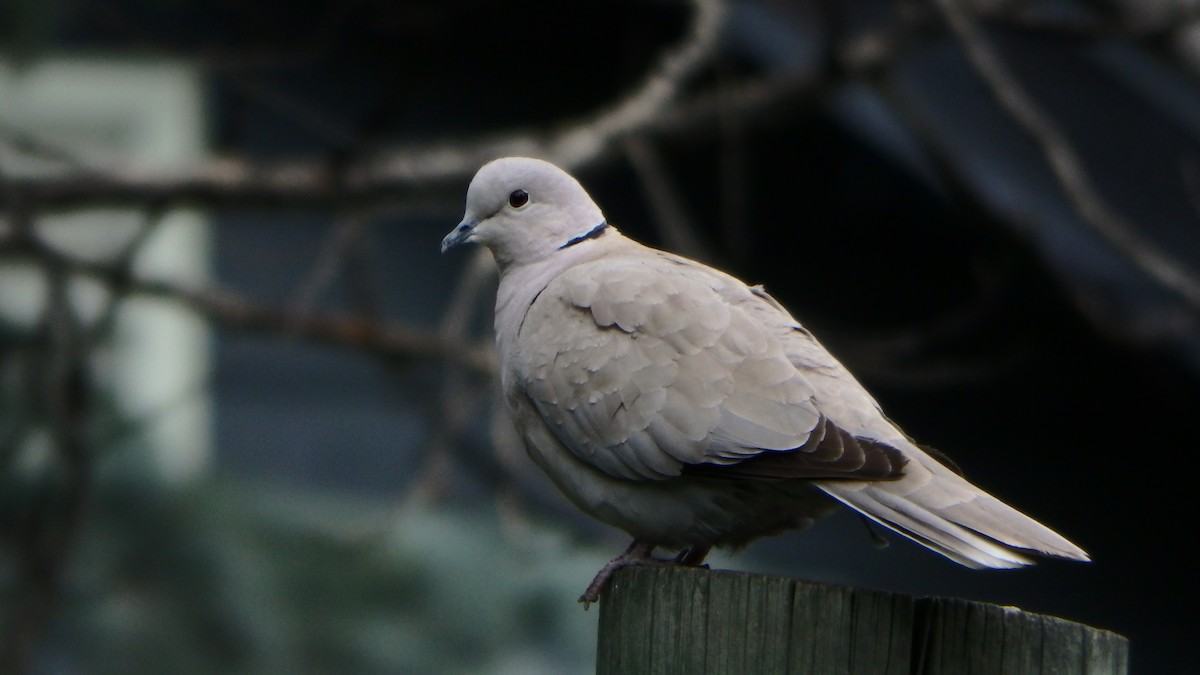 Eurasian Collared-Dove - ML333942971