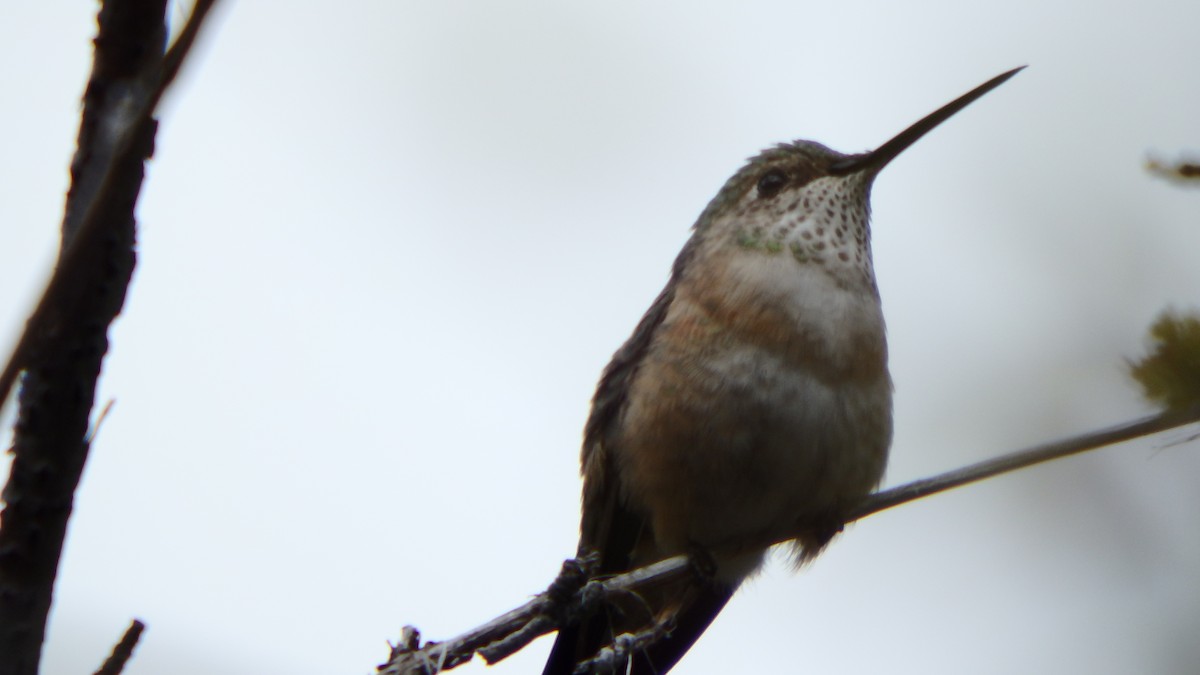 Broad-tailed Hummingbird - ML333943211